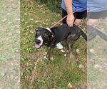 Small #1 Mutt