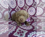 Small Photo #4 Labrador Retriever Puppy For Sale in HONEY BROOK, PA, USA