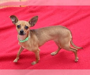 Chihuahua-Unknown Mix Dogs for adoption in Rockaway, NJ, USA
