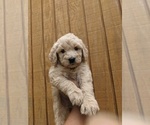 Small Photo #9 Goldendoodle Puppy For Sale in SPENCER, TN, USA