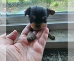 Small Photo #9 Chihuahua Puppy For Sale in OCALA, FL, USA