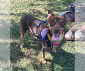 Australian Shepherd-Unknown Mix Dogs for adoption in Germantown, OH, USA