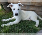 Puppy Maegor Blue Alaskan Malamute-German Shepherd Dog Mix