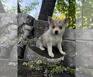 Alaskan Klee Kai-Pomsky Mix Puppy for sale in STAPLES, MN, USA