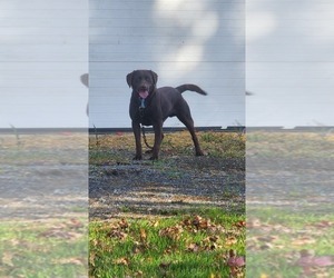 Father of the Labrador Retriever puppies born on 10/12/2025
