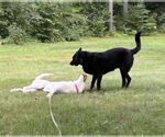 Small #3 Great Pyrenees Mix