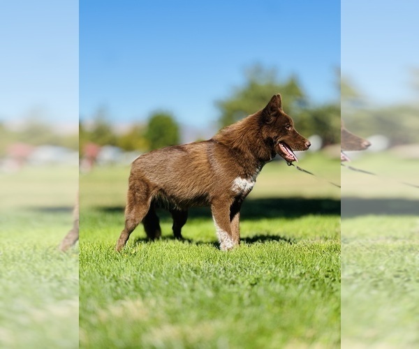 Medium Photo #1 Siberian Husky Puppy For Sale in HEMET, CA, USA