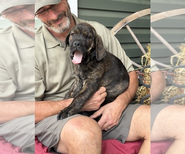 Medium Photo #6 Rotticorso Puppy For Sale in REEVESVILLE, SC, USA