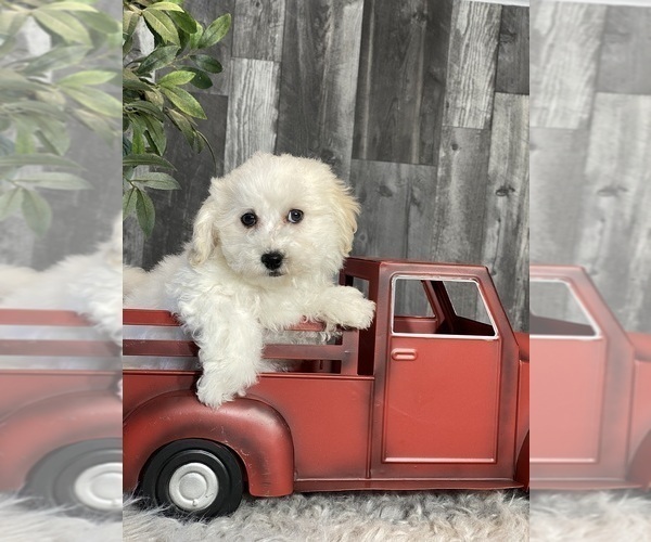 Medium Photo #4 Bichpoo Puppy For Sale in CANOGA, NY, USA