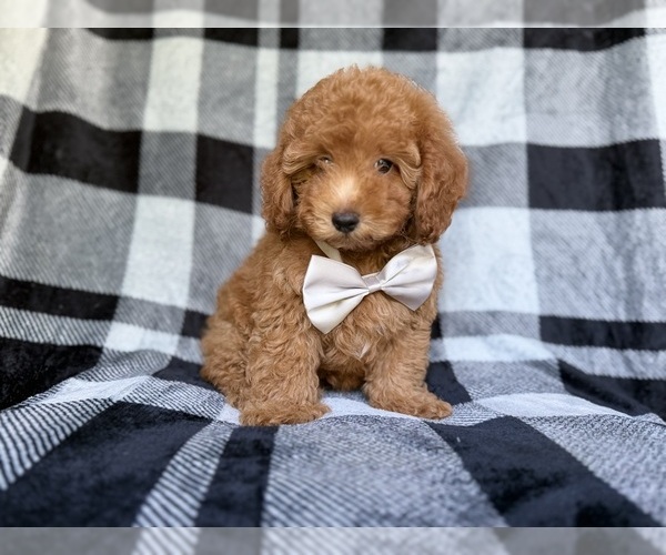 Medium Photo #5 YorkiePoo Puppy For Sale in LAKELAND, FL, USA