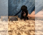 Small Photo #6 Cane Corso Puppy For Sale in SYLMAR, CA, USA