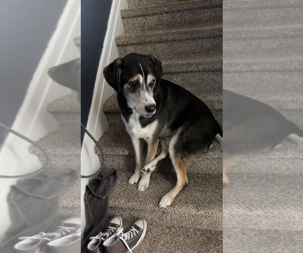 Medium Photo #2 Labsky Puppy For Sale in Rootstown, OH, USA