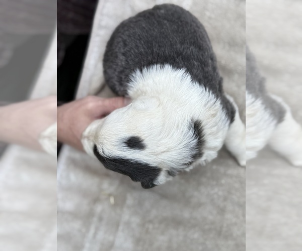Medium Photo #102 Border Collie Puppy For Sale in MOSIER, OR, USA