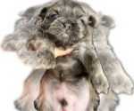 Small Photo #2 Shih Tzu Puppy For Sale in HAYWARD, CA, USA