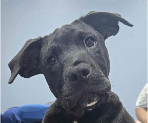 Medium Photo #1 Labrador Retriever-Unknown Mix Puppy For Sale in Canton, CT, USA