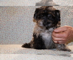Small #18 Yorkiepoo mix (+ Poodle Toy)