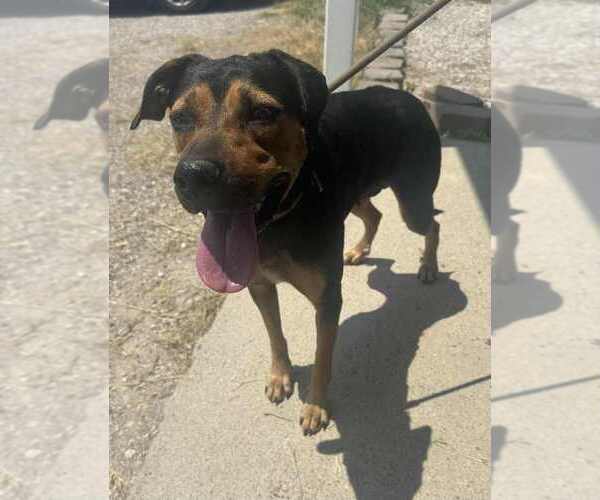 Medium Photo #2 Mutt Puppy For Sale in Evansville, IN, USA