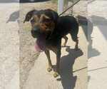 Small #1 Mutt
