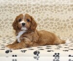 Small #2 Cavapoo