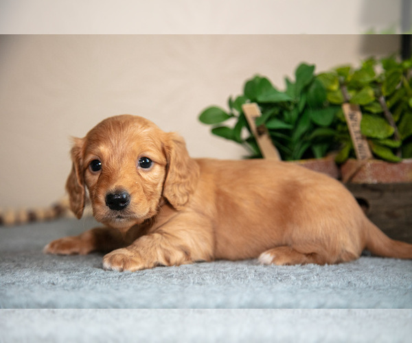 Medium Photo #12 Dachshund Puppy For Sale in NAPPANEE, IN, USA