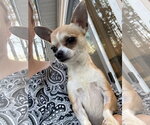Small Chihuahua Mix