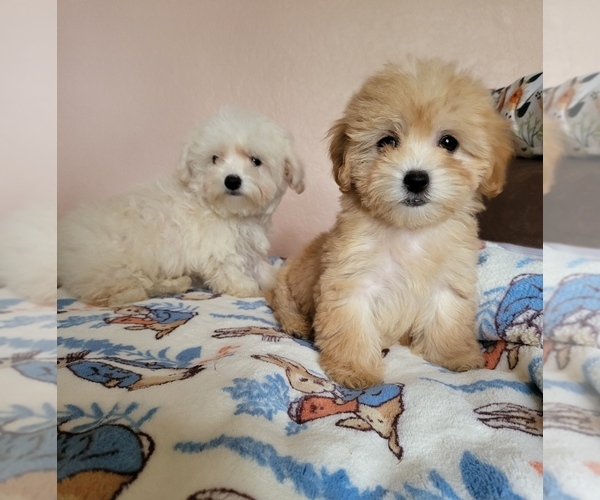 Medium Photo #3 Maltipoo Puppy For Sale in TEMECULA, CA, USA