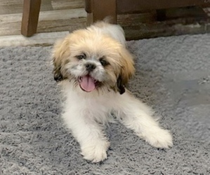 Shih Tzu Puppy for sale in OLD TOWN, FL, USA