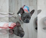 Small #5 French Bulldog