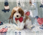 Tater - Male Poodle (Miniature) Puppy for Sale - Small photo