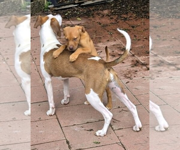 Medium Photo #11 Doberman Pinscher-Labrador Retriever Mix Puppy For Sale in Spotsylvania, VA, USA