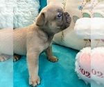 Small French Bulldog