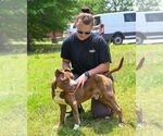 Small #9 American Pit Bull Terrier