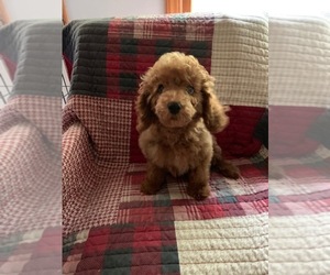 Poodle (Toy) Puppy for sale in BARBOURSVILLE, VA, USA