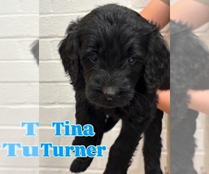 Goldendoodle Puppy for sale in STEVENS, PA, USA