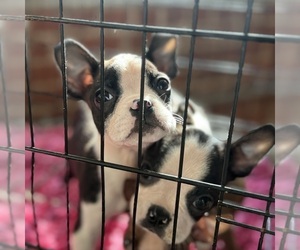 Boston Terrier Puppy for Sale in PAWTUCKET, Rhode Island USA