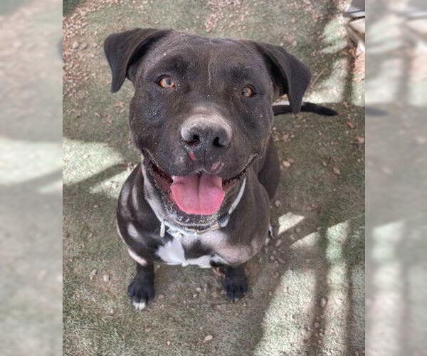Medium Photo #1 American Pit Bull Terrier-Unknown Mix Puppy For Sale in Ventura, CA, USA