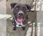 Small American Pit Bull Terrier Mix