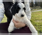 Small #43 Aussiedoodle