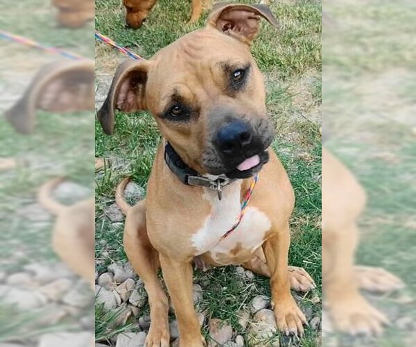 Medium Photo #2 Mutt Puppy For Sale in Frankston, TX, USA