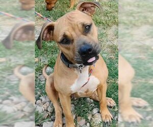 Reya - Female Mutt Dog for Adoption - Photo #2
