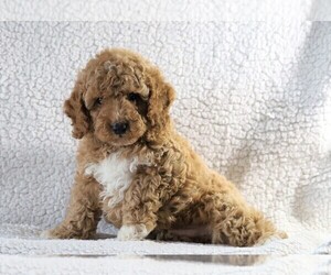 Cockapoo-Poodle (Miniature) Mix Puppy for sale in FREDERICKSBG, OH, USA