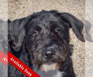 Mutt Dogs for adoption in Huntley, IL, USA