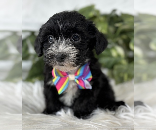 Medium Photo #19 Morkie Puppy For Sale in ROCK STREAM, NY, USA