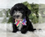 Small #18 Morkie