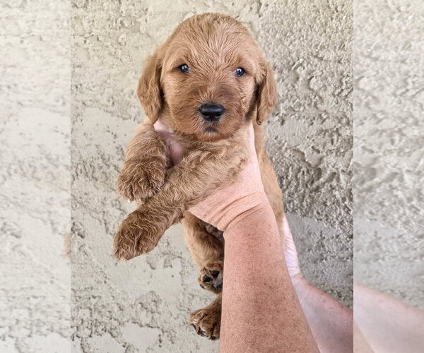 Medium Photo #2 Goldendoodle Puppy For Sale in Corona, CA, USA