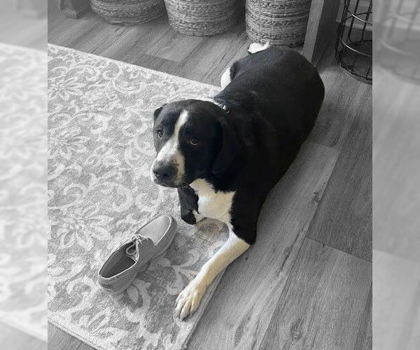 Medium Photo #2 Beagle-Great Pyrenees Mix Puppy For Sale in Albany, OR, USA