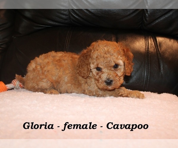 Medium Photo #3 Cavapoo (Miniature) Puppy For Sale in CLARKRANGE, TN, USA