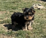 Puppy Everest Yorkshire Terrier