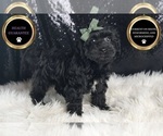 Puppy Atom YorkiePoo