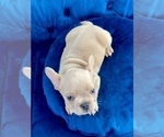 Small Photo #13 French Bulldog Puppy For Sale in TALLAHASSEE, FL, USA